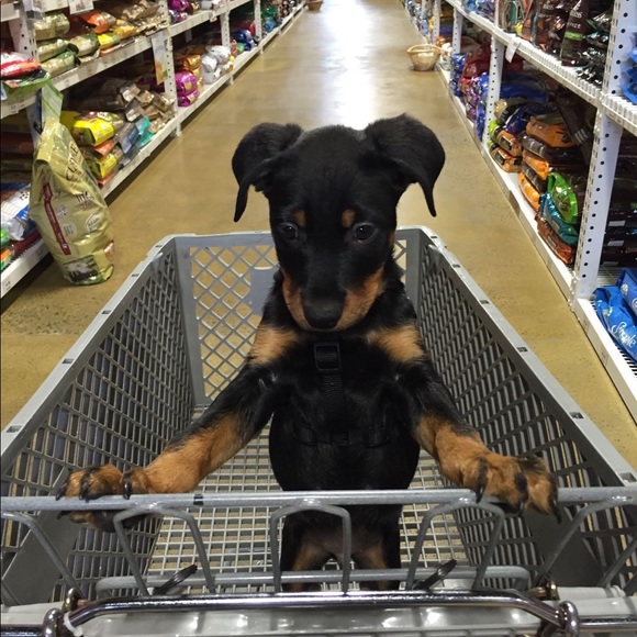 Meet your Posher, Carolyn - Picture 6 of 7